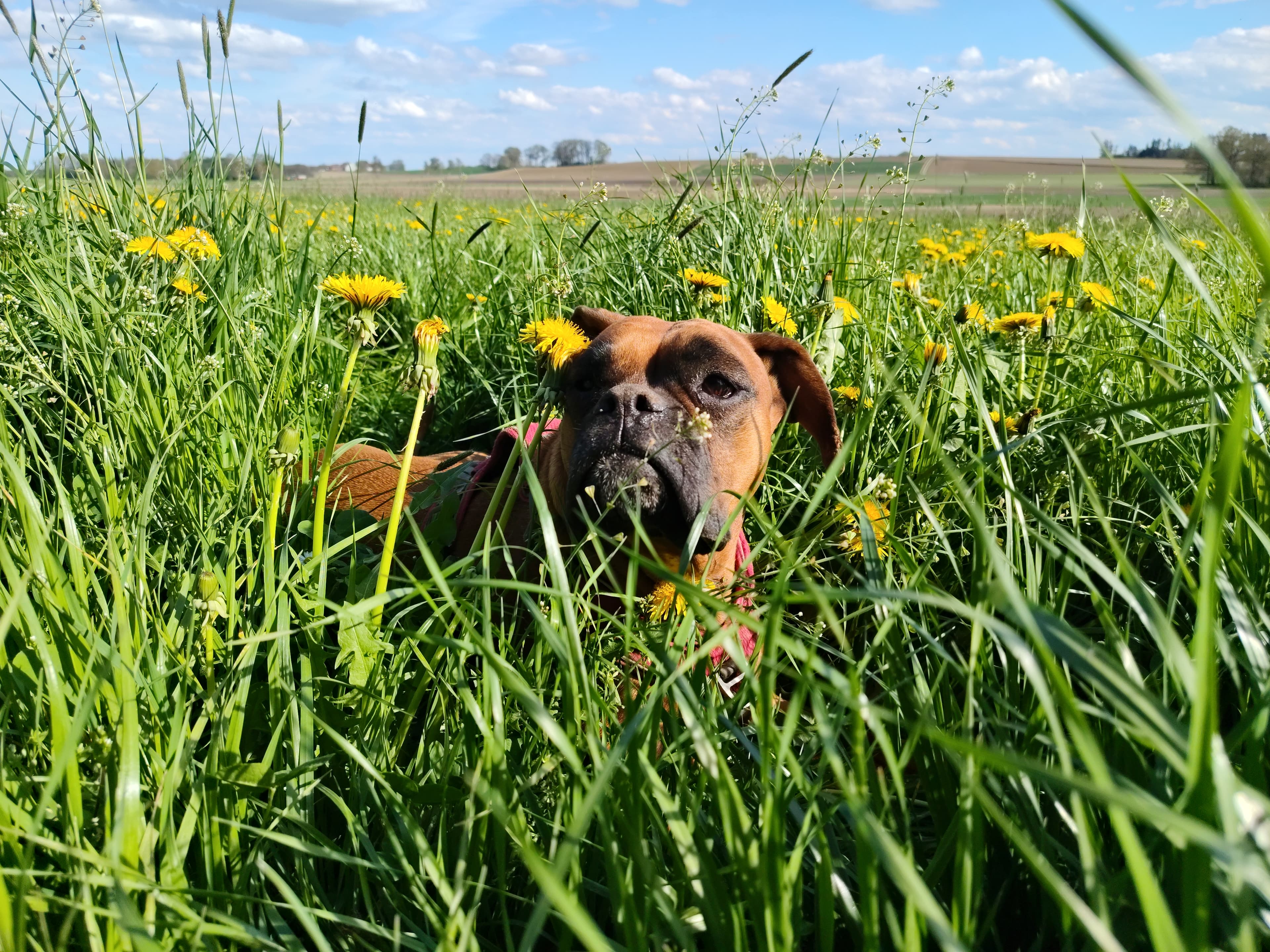 Elly im Löwenzahnfeld