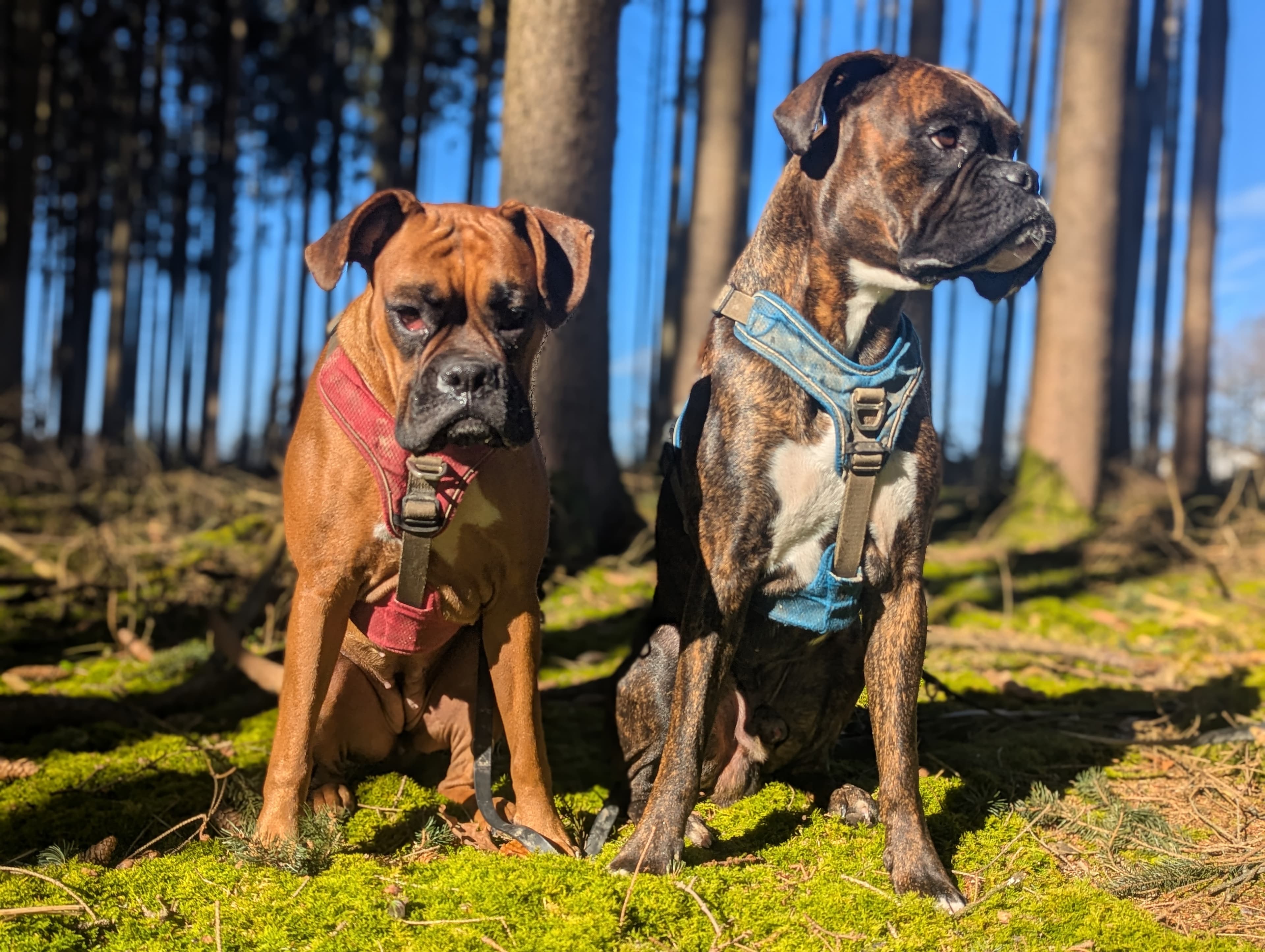 Elly und Gustav im Wald — zwei Boxer auf Moos sitzend